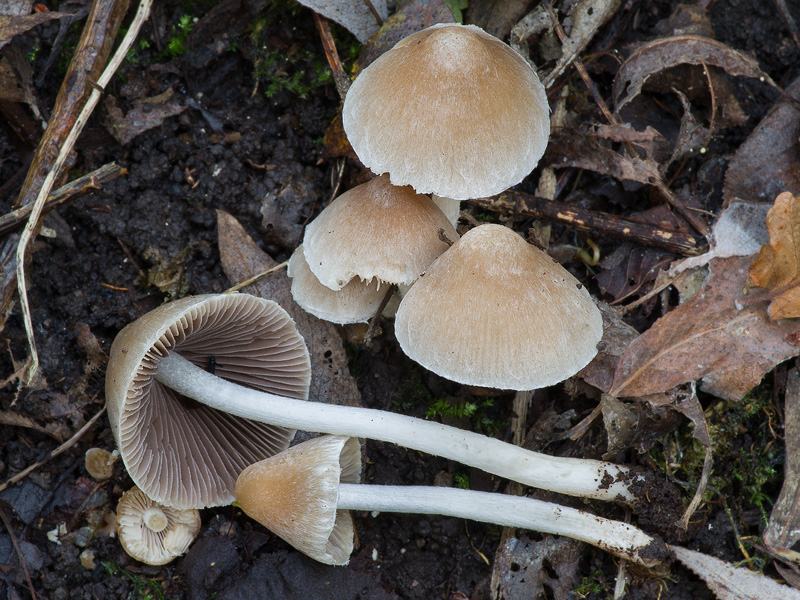 Coprinopsis pannucioides